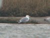 Caspian Gull at Two Tree Island (Steve Arlow) (58387 bytes) Caspian Gull at Two Tree Island (Steve Arlow) (58387 bytes)